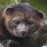 Olinguito